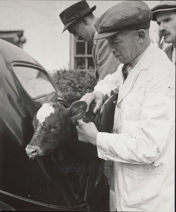 A man opens the boot of a car, where a small calf is standing