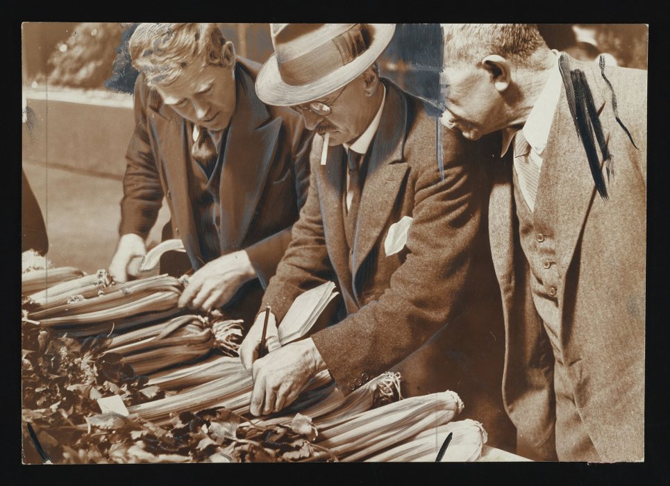 Judges inspecting celery at a country show