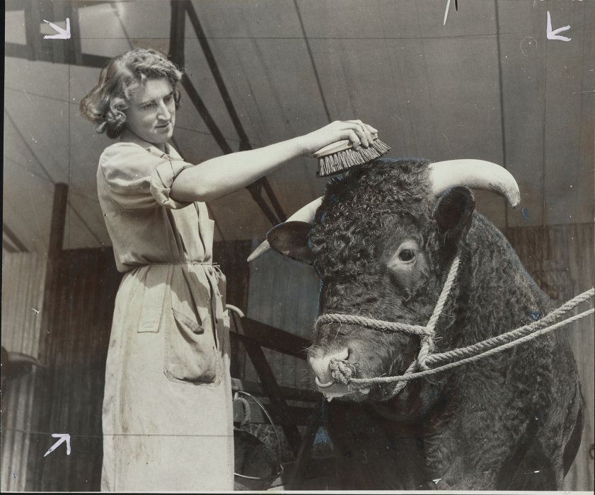 A woman brushing the head of a bull