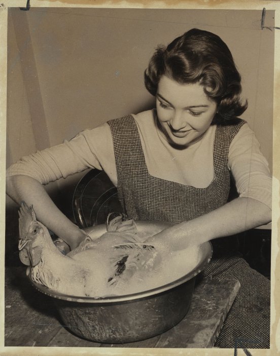 A woman giving a chicken a bubble bath in a large bowl
