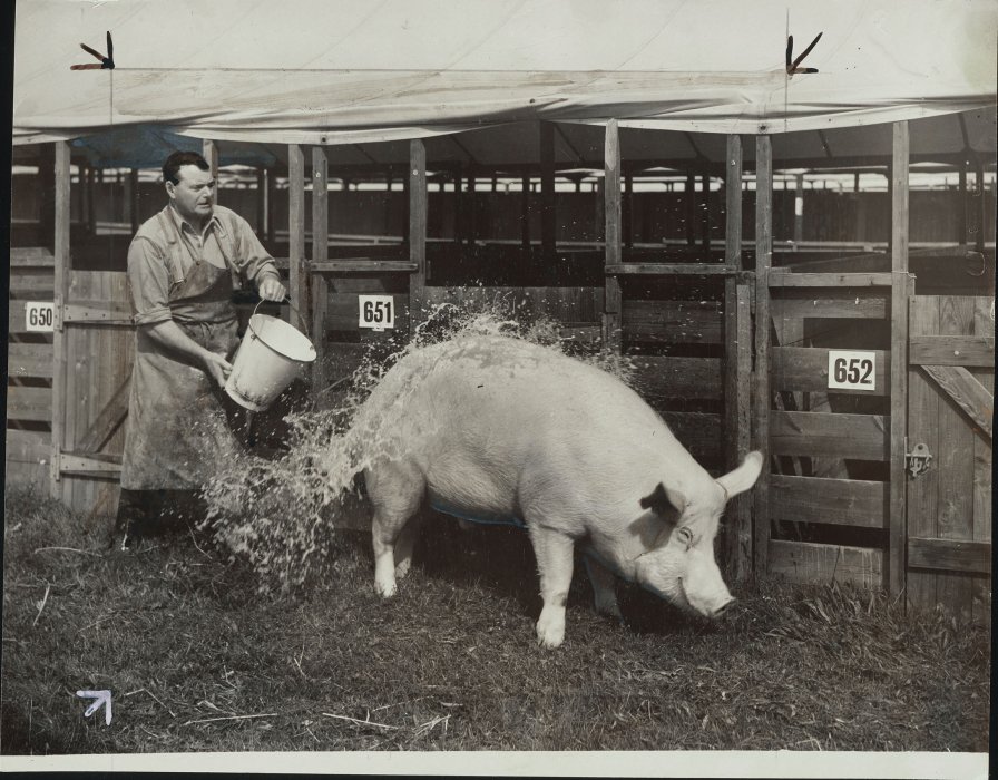 A man washing a pig with a bucket of water