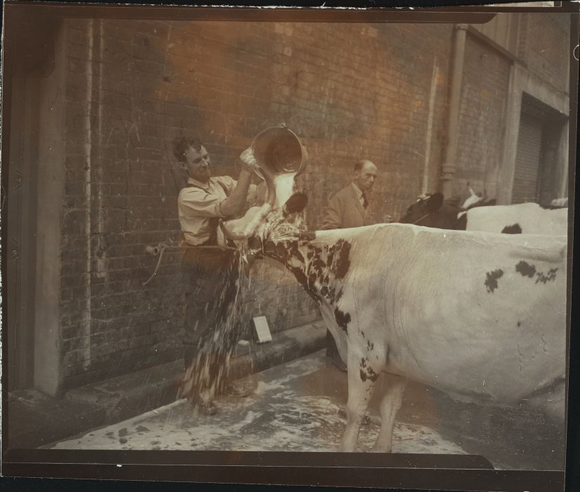 A man pouring water over a cow