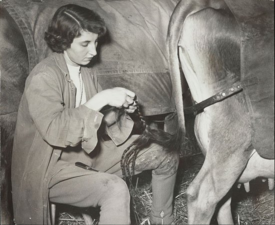Young woman plaiting cow's tail