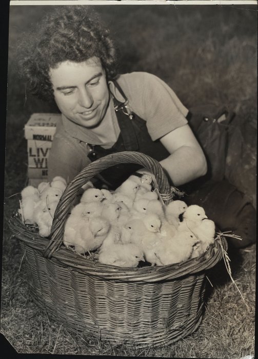 A young woman watches over a basket of very small fluffy chicks