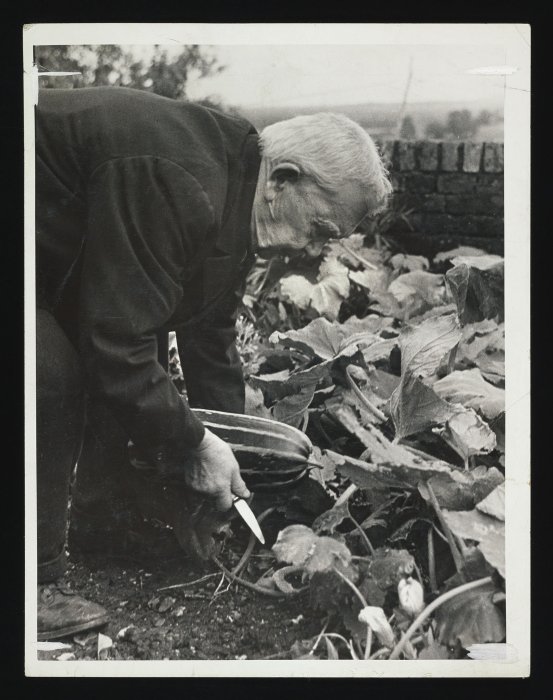 Man digging up marrows