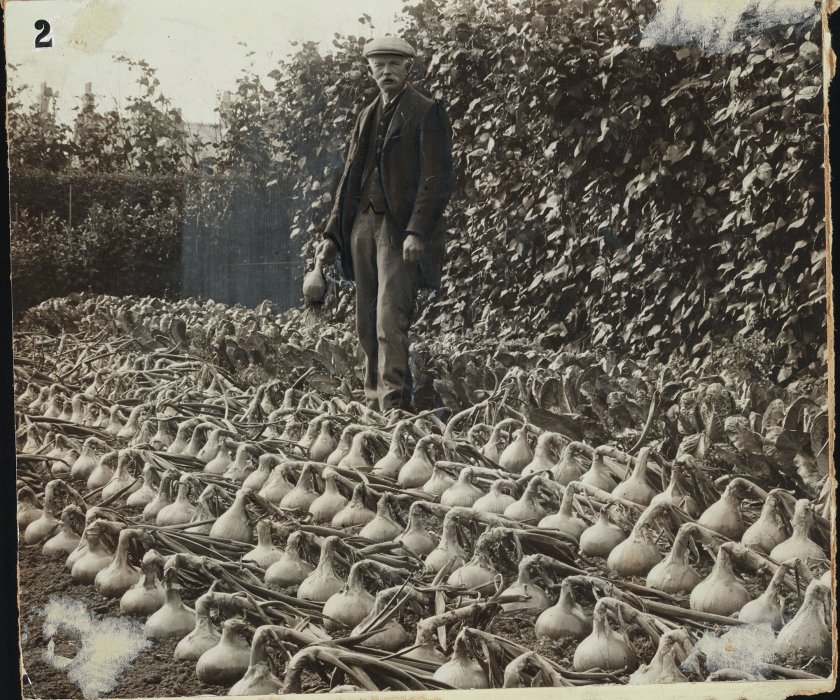 Farmer standing in field of onions