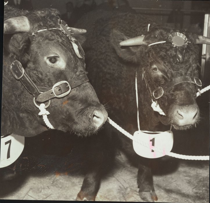 Two young cattle