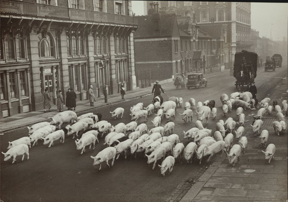 A large group of pigs being herded down an urban London street