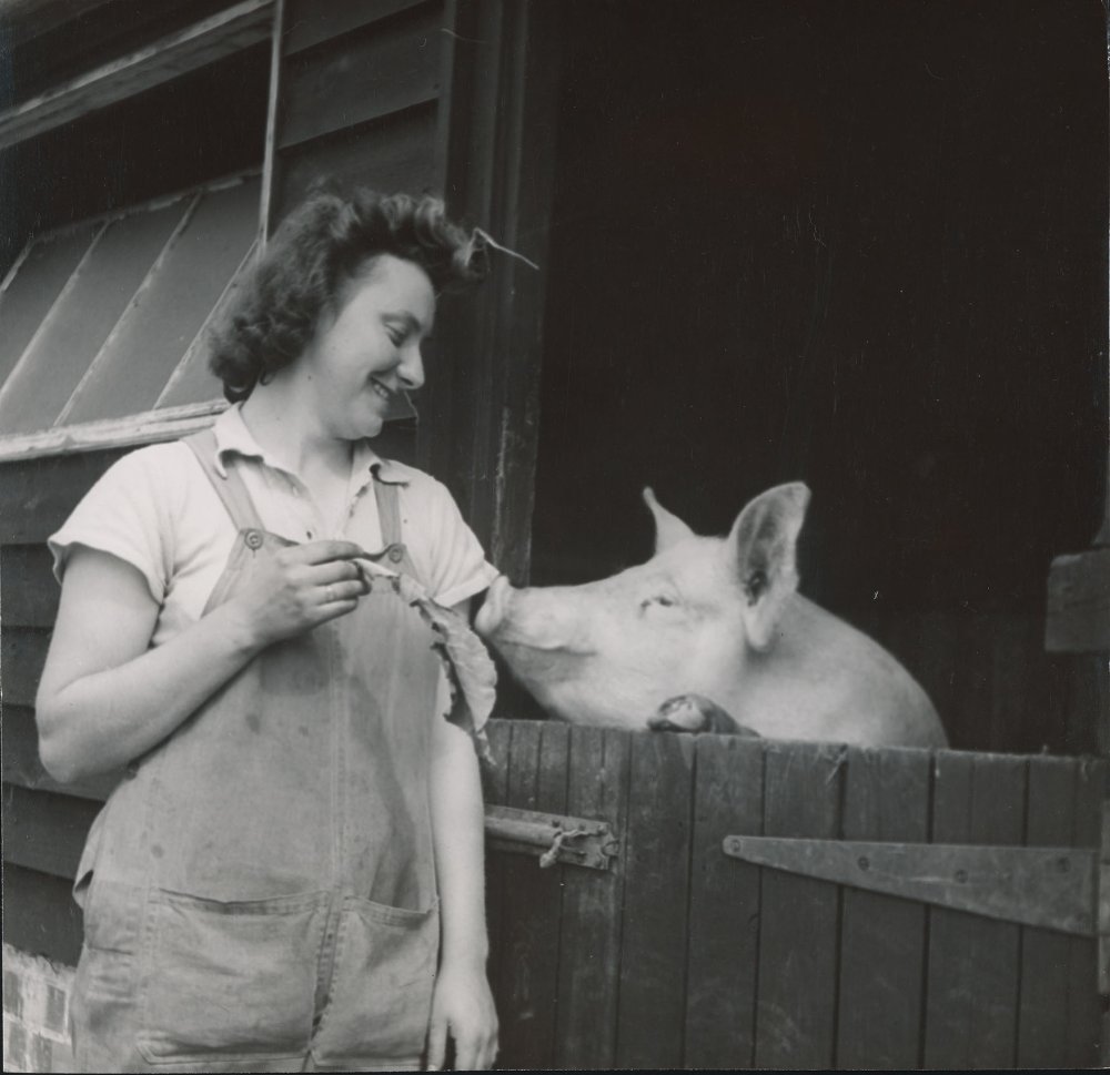 Young woman feeding pig
