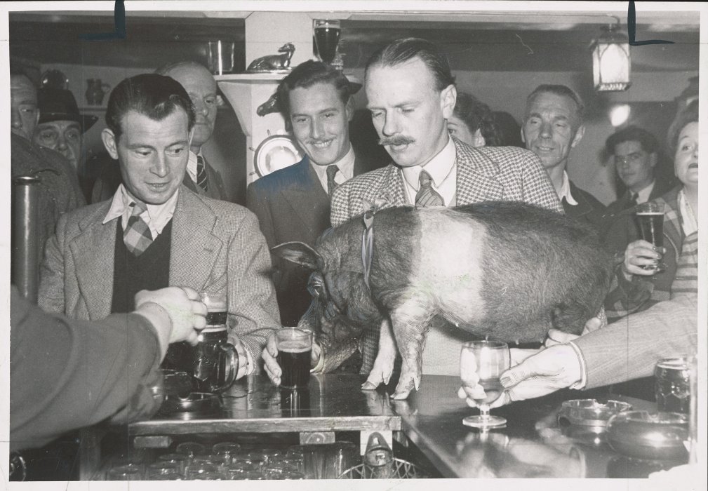 A small pig standing on the bar in a pub, watched by three men drinking beer
