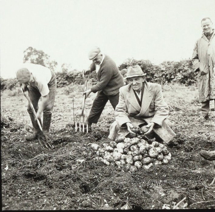 Potato grower posing with large pile of potatoes, with other farm workers in background
