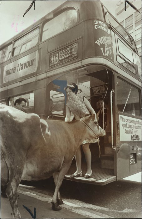 Cow (led by a woman) boarding a double-decker bus