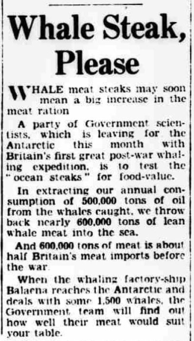 Daily Herald snippet headlined 'Whale Steak, Please', explaining that the government is planning to test whale meat for its viability as a food product