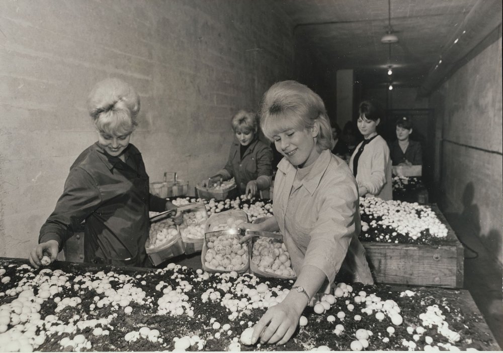 Women collecting mushrooms in baskets