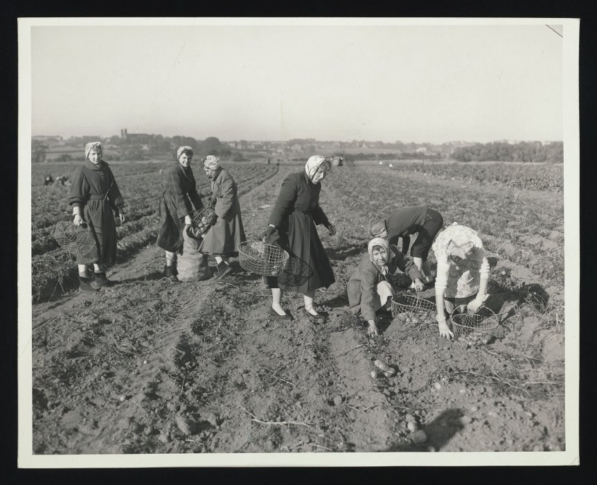 A group of women bringing in the harvest