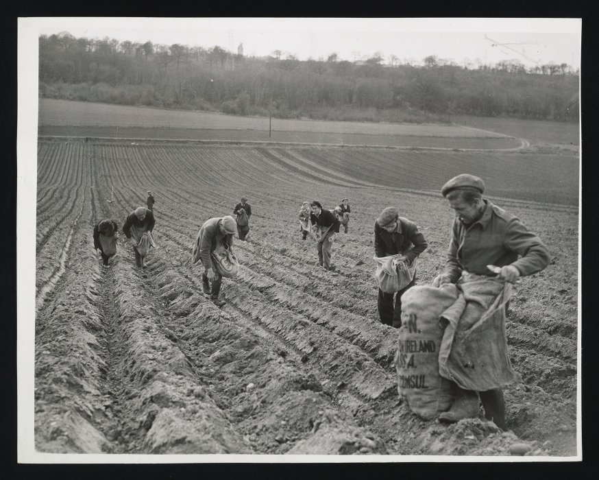 Men and women planting potatoes