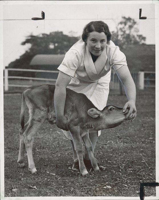A woman with a young Jersey calf