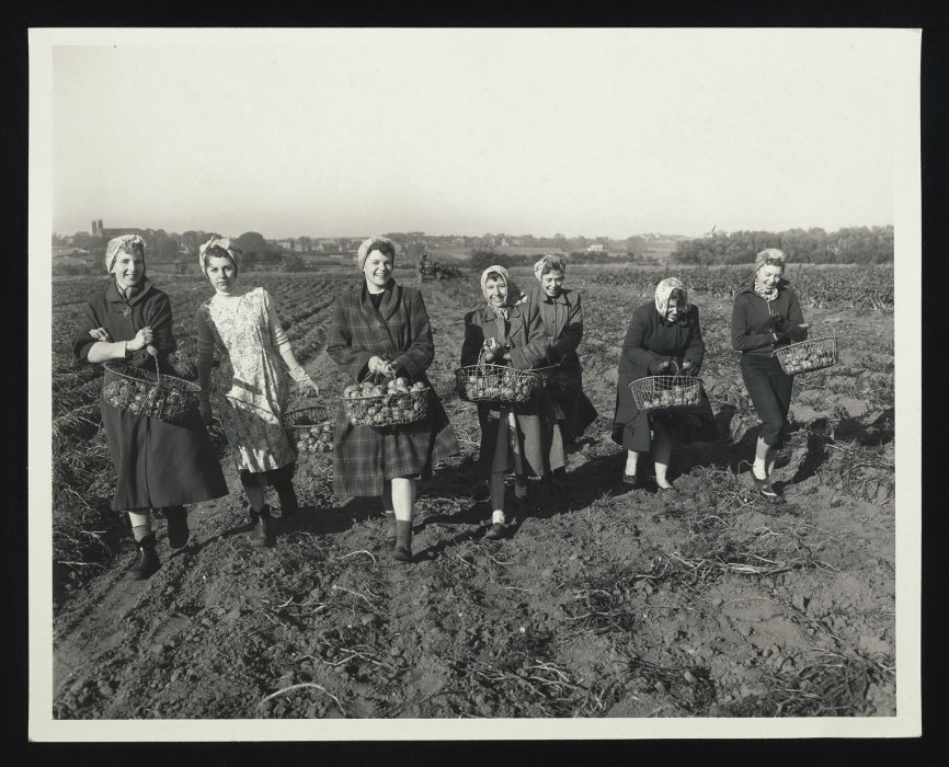 A group of women bringing in the harvest