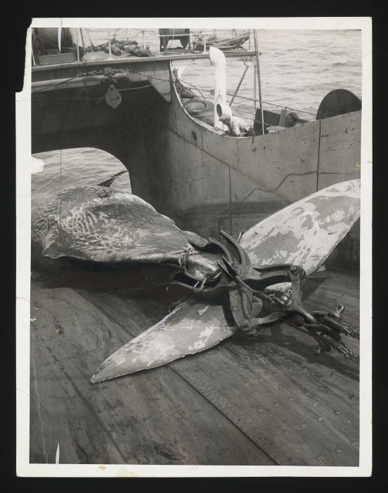 Caught whale being hauled up through the slipway in the stern of the ship