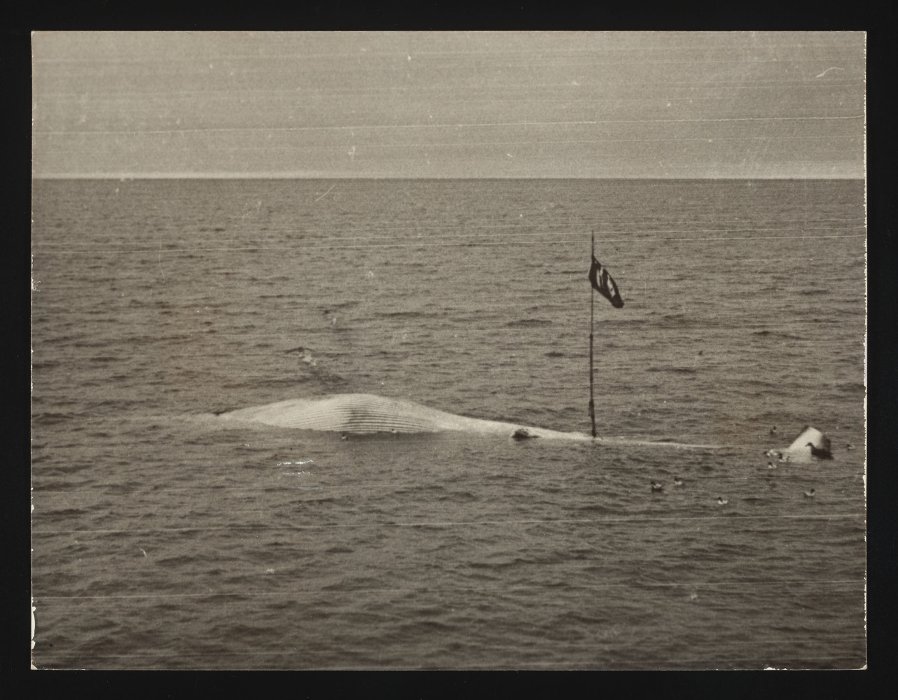 Whale in sea with flag attached