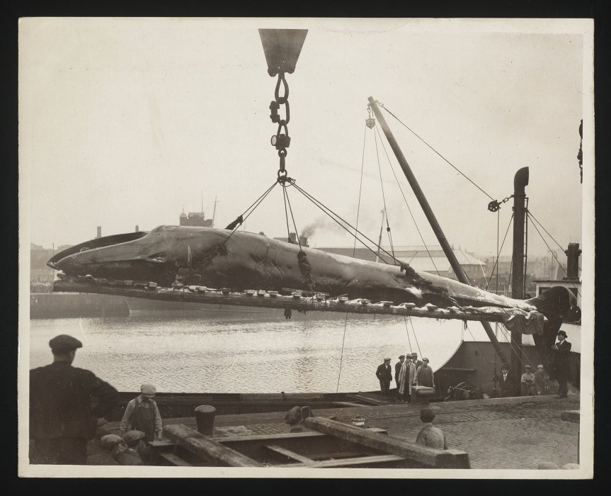 A 22-ton whale being unloaded at Leigh Docks