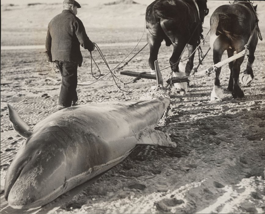 Stranded whale being being dragged by horses along a beach