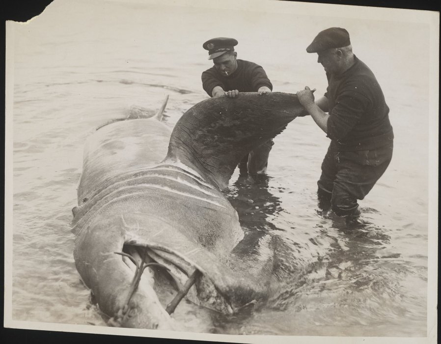 Two men handling large beached whale
