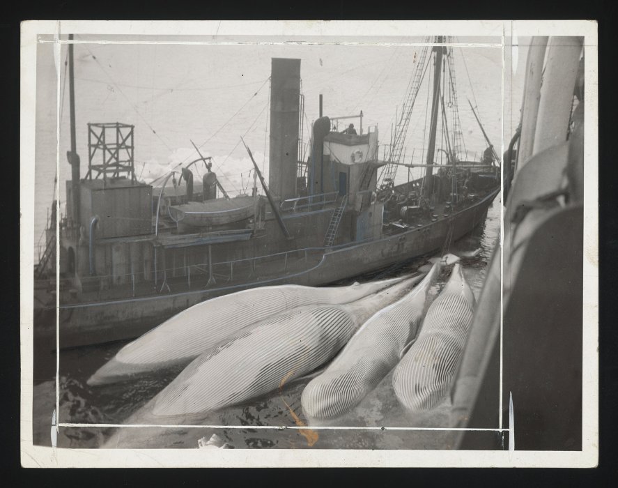 Four whales attached to a factory ship