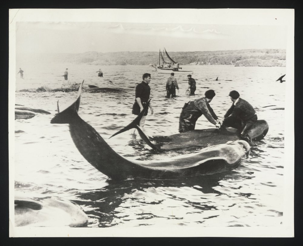 Group of men handling stranded whales