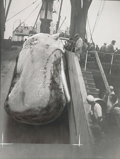 Sperm whale on deck of ship