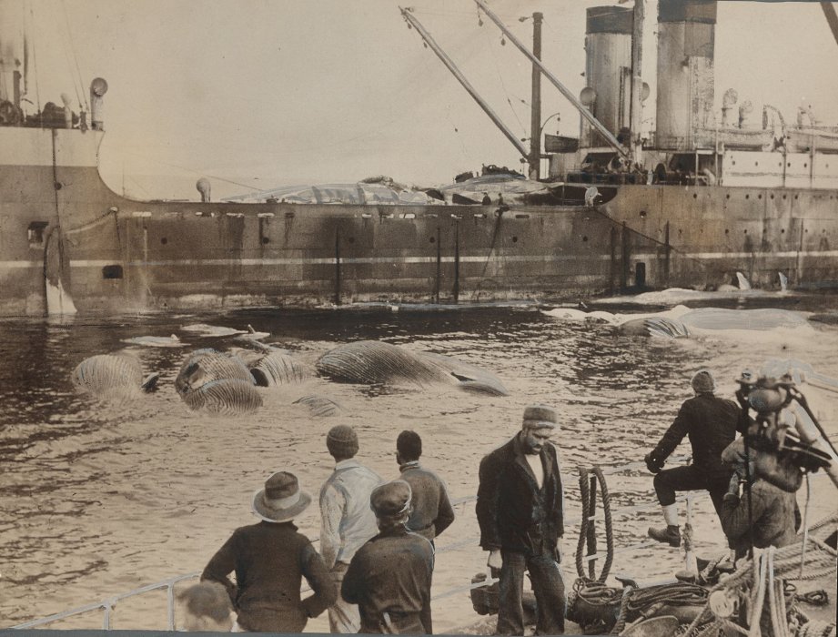 Crew looking out over captured whales on board a ship
