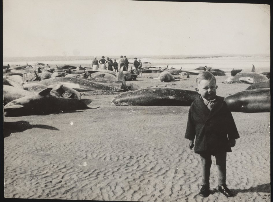 Child standing on beach in front of large number of beached whales