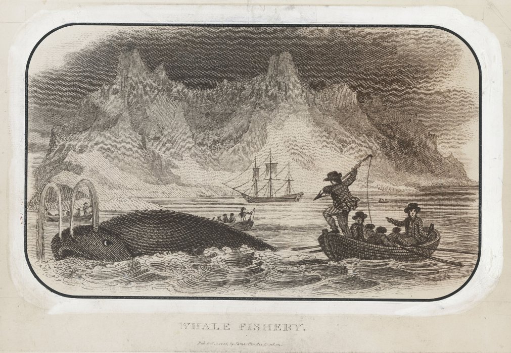 Illustration - a harpooner takes aim at a whale from a rowboat in front of icebergs
