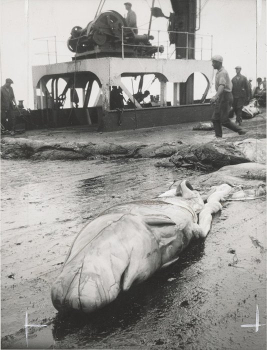 Whale foetus on the deck of a ship
