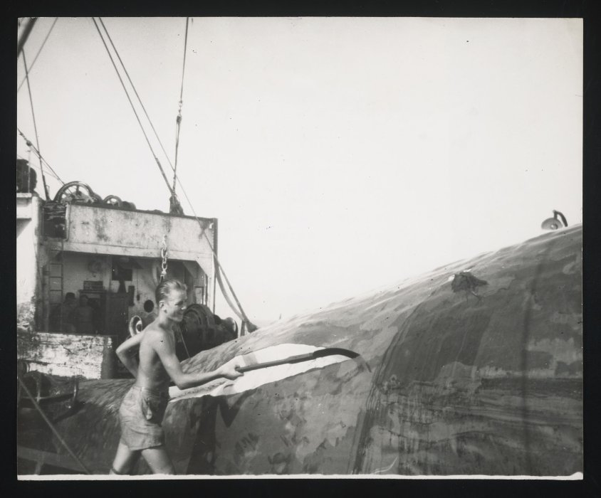 Crew member cutti9ng a whale with a flensing knife