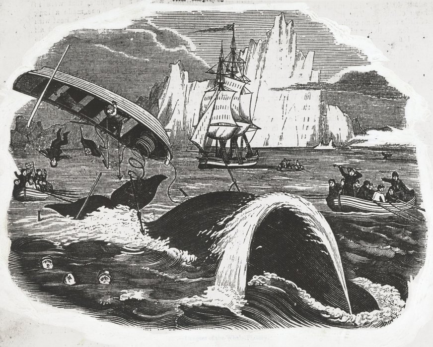 Illustration showing whaling scene with people falling out of upturned boats trying to catch a whale