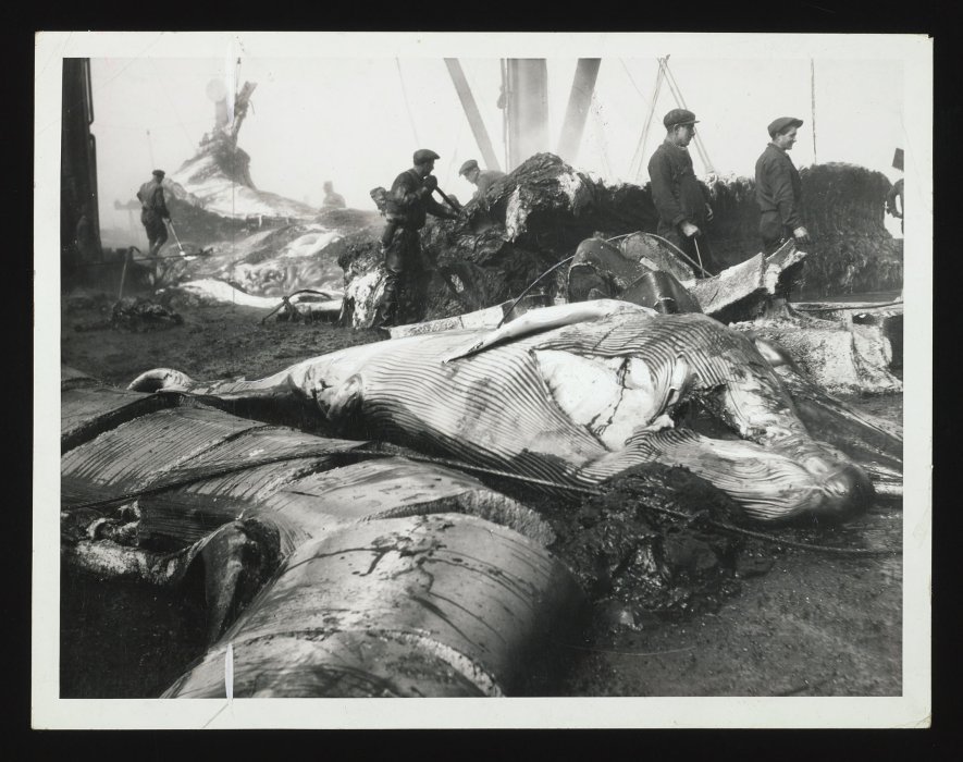 Mutilated whales on board a factory ship, 1938